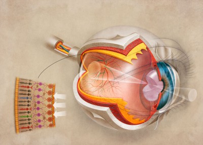 scientific illustration, medical illustration, anatomical art