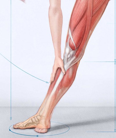 female anatomy pictures, medical art, anatomy of leg