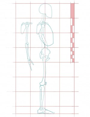 human skeleton proportions